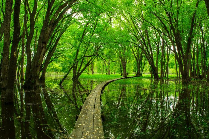 Tranquility immaculate gift