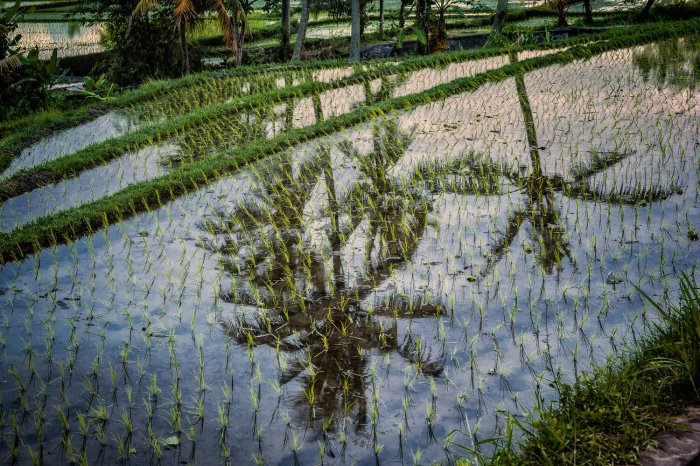 Menemukan Ketenangan Jiwa di Tengah Sawah dan Kebun Sayur