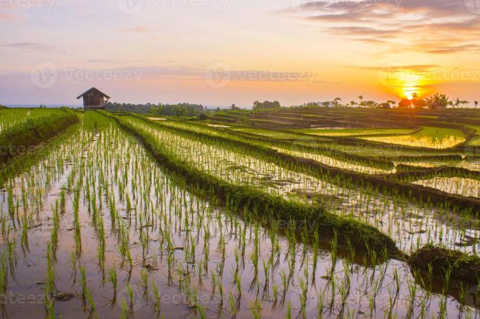 Field rice over sunset preset box fields ubud bali justifiedgrid